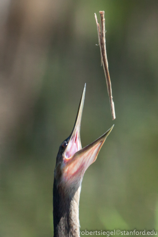 anhinga with stick